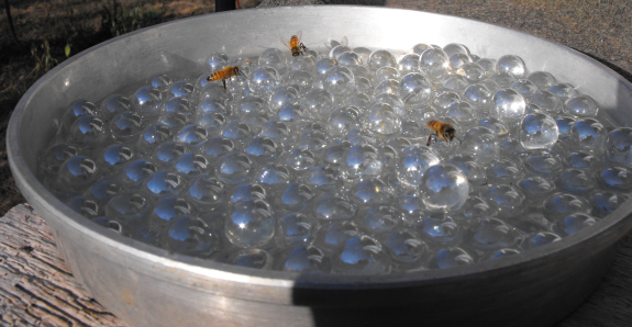 Bee bath